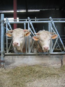 feeder cattle futures